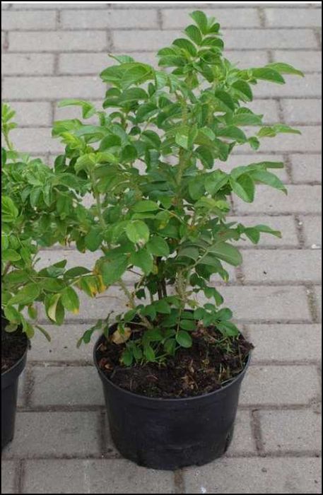 Róża Laxa 30 cm sadzonka 10 sztuk w pojemniku na skarpy jadalna dżemy