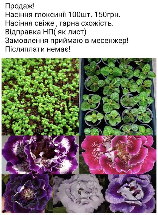 Глоксинія  насіння