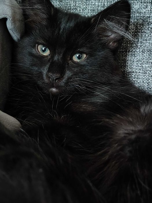 Фантастичні кошенята