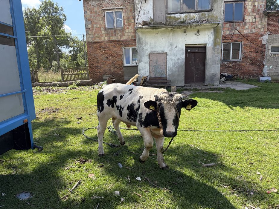 Byk bydlo krowa jalowka