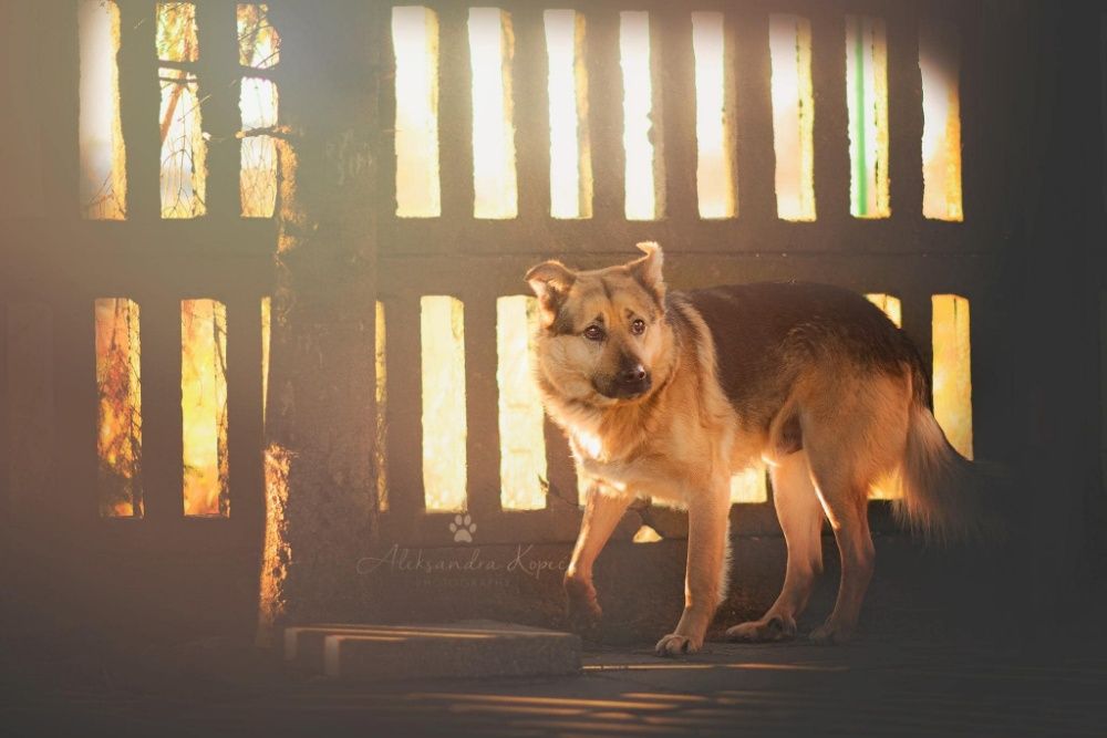 owczarek Bobik 10 lat