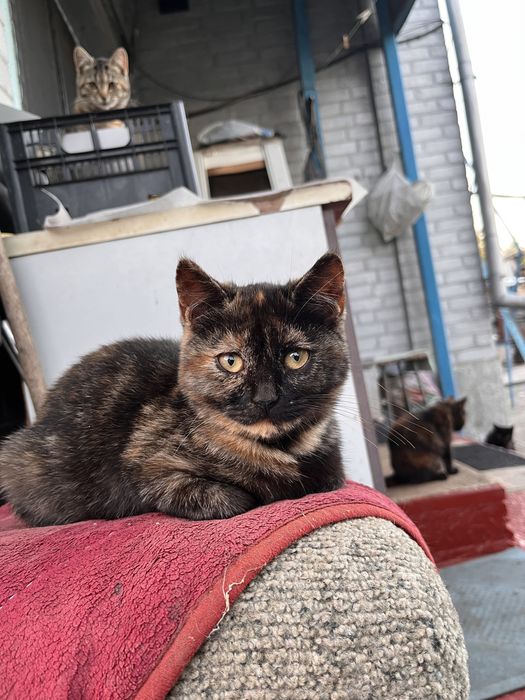 ввідам гарних котиків в добрі руки