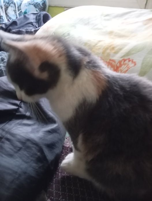 Кицька  Анжелка ( 4 місяці)