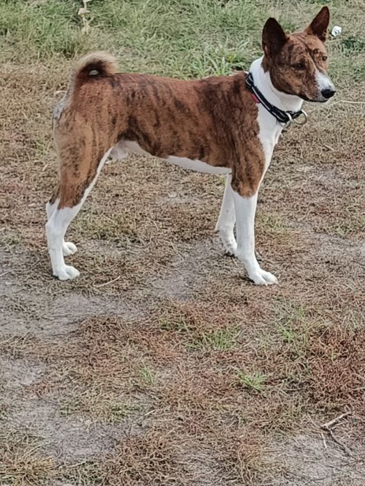 Пес басенджі для в`язки.