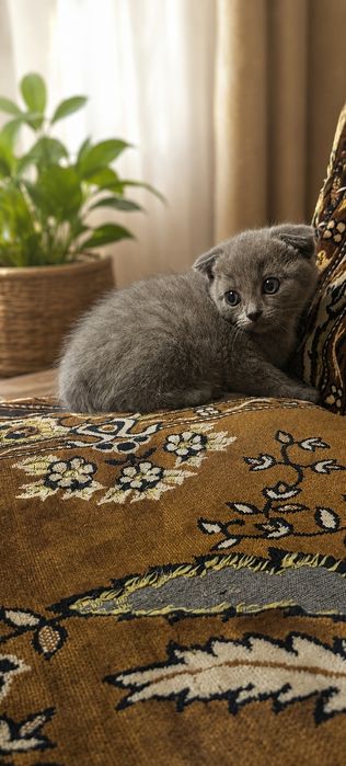 Скоттіш фолд дівчинка