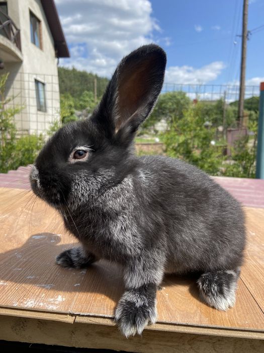 Європейське срібло