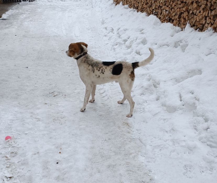 Продається собака