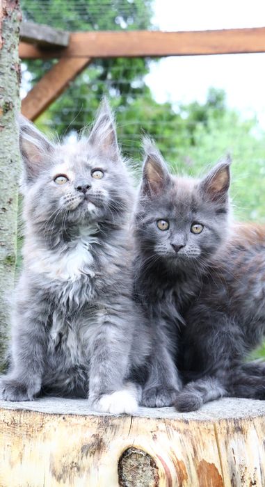 Kotka ... Maine Coon