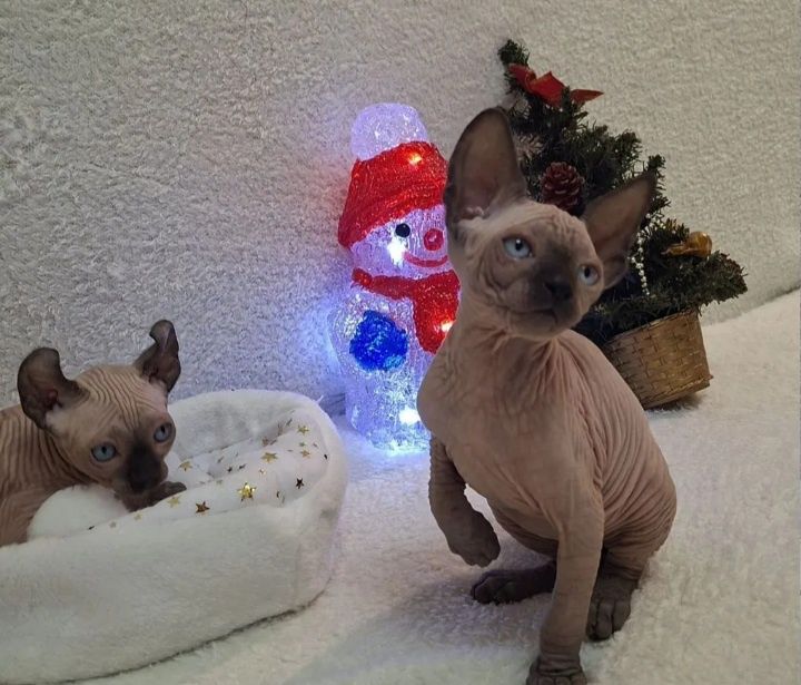 Кошенятка сфінкса