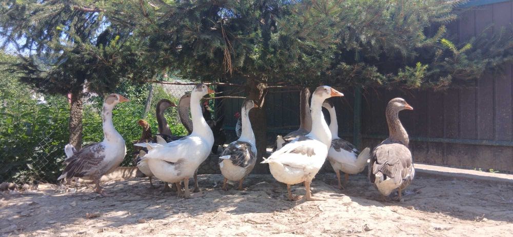 Гуси домашні, молодняк, мішані