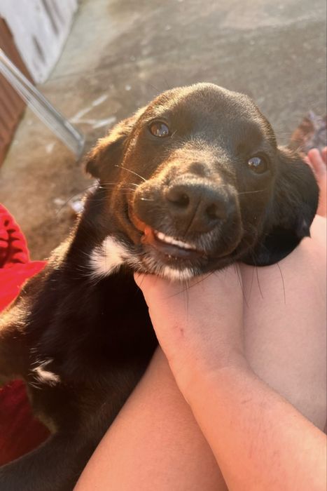 Cãozito preto medio porte