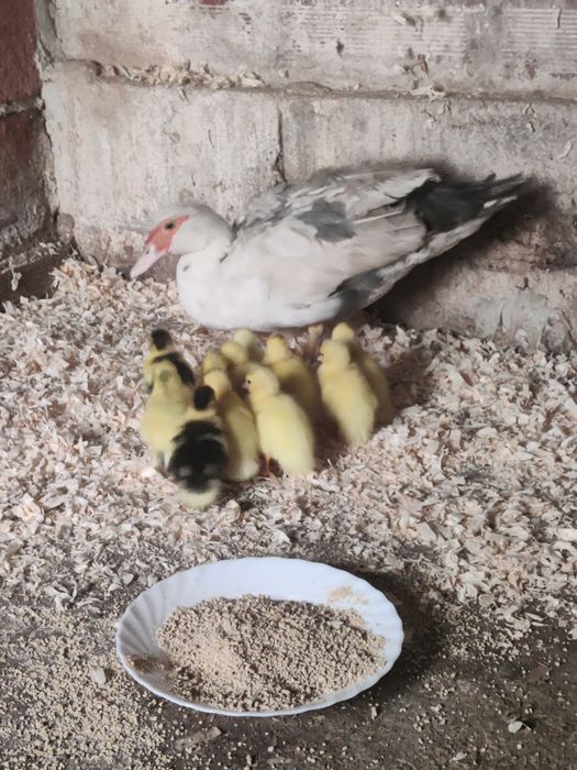 Patos bebés para ceder