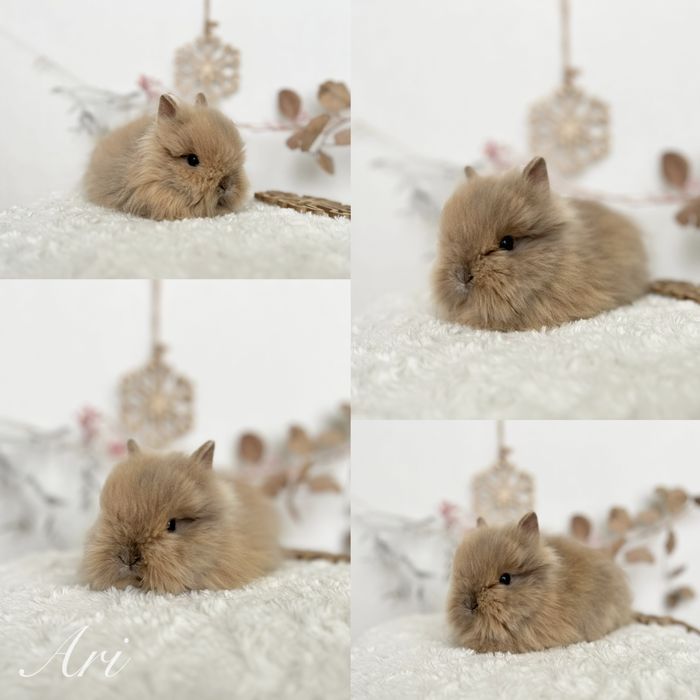 Mini lopki i Karzełki Teddy gotowe do odbioru Czystej rasy