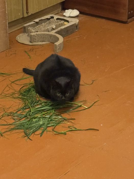 Котячі діти в хороші руки