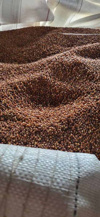 Sprzedam sorgo czerwone