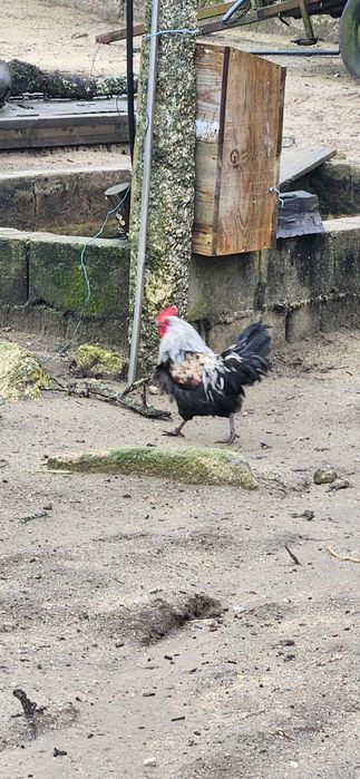 Tres garnizos para mudar de casa