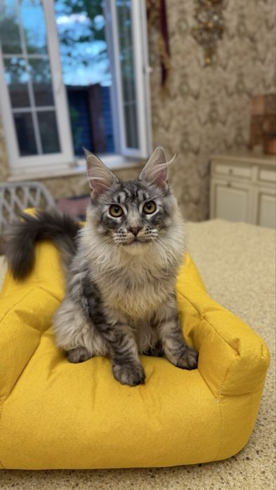 Мейн Кун - Black Silver Classic Tabby