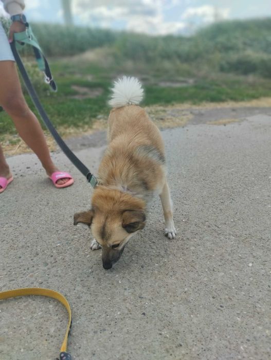 Bianka i Amur - dwa małe psy szukają domu. Adopcja