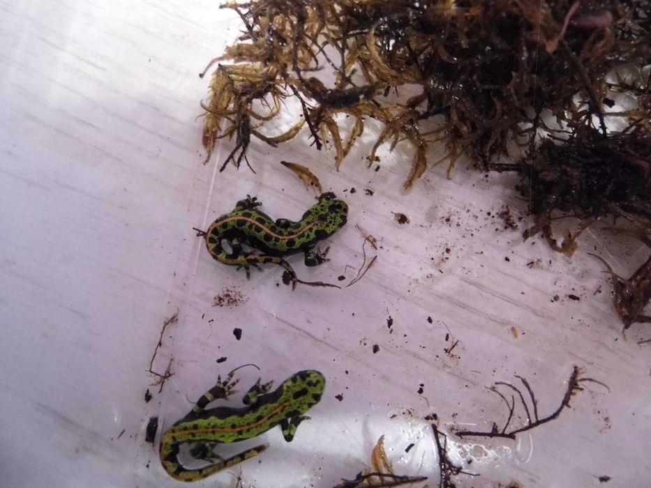 Traszka marmurkowa (Triturus marmoratus) na sprzedaż