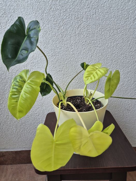 Filodendron Burle Marx Variegata