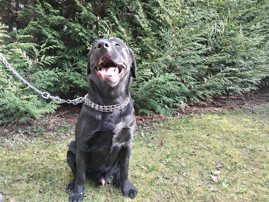 Labrador czarny  Bielsko-Biała