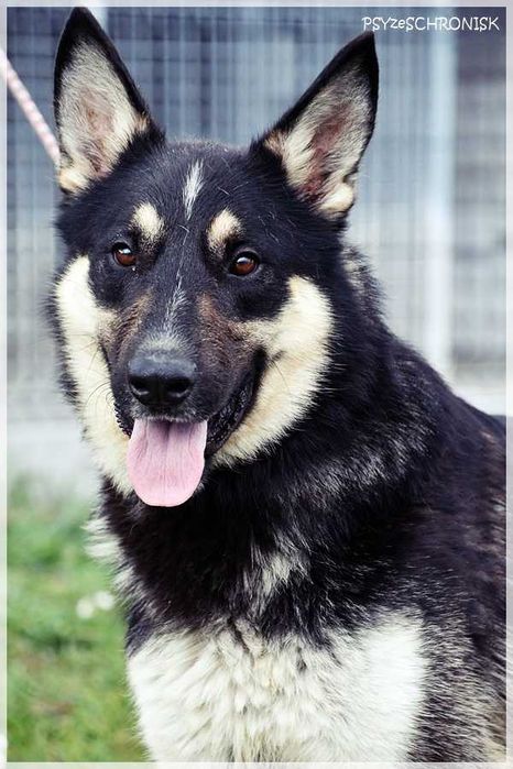 Zeus – młody, uważny, wpatrzony w człowieka – psi skarb