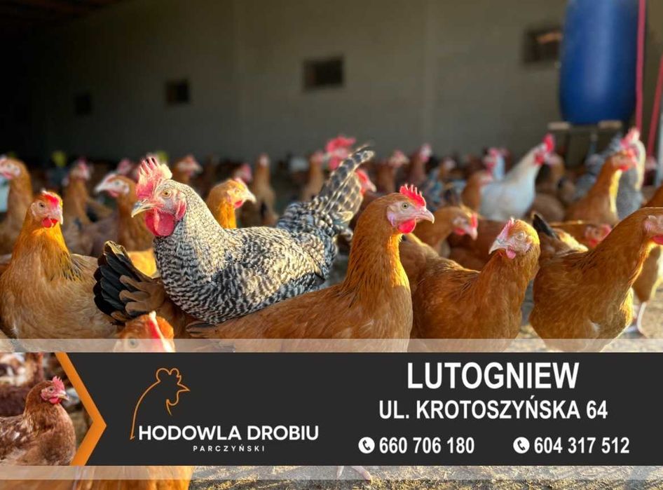 Kury Nioski Rosa, Leghorn, NovoGen Brown! MŁODE NIOSKI!