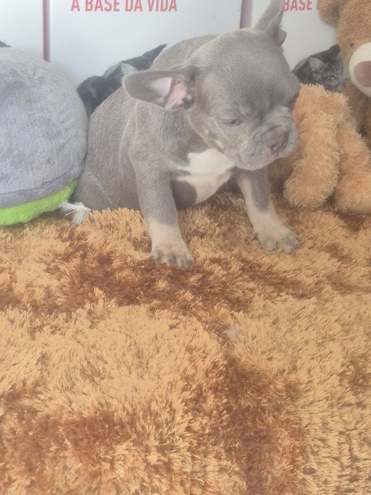 Bulldog Francês Macho  Criadora Registada PT3088FL