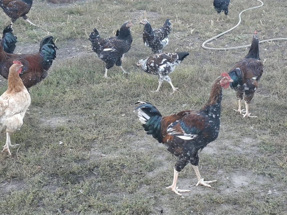 Лівенська ситцева