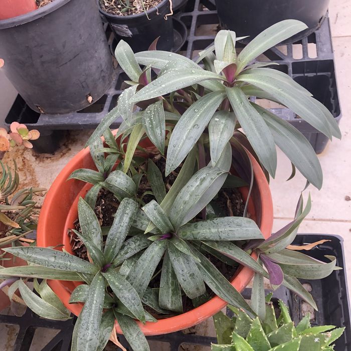 Plantas e cactos variadas