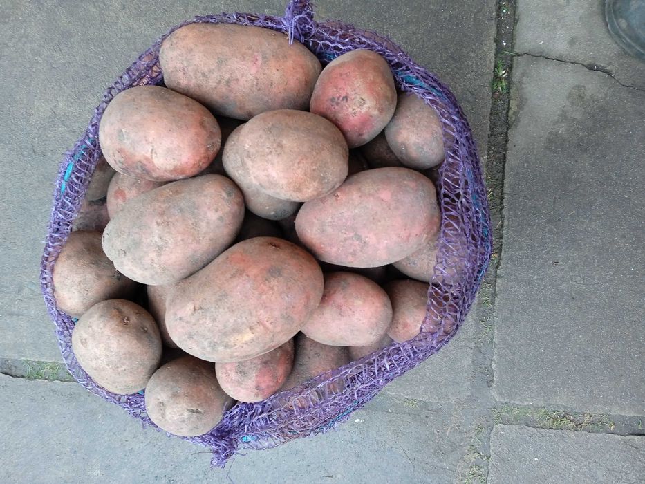 Продам картоплю велику.