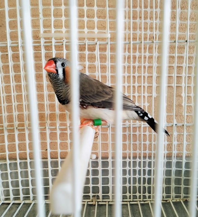 Mandarin fêmea branca