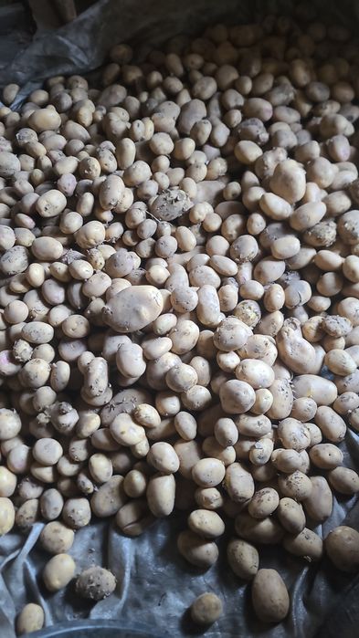 Batatas 15kg - 10€