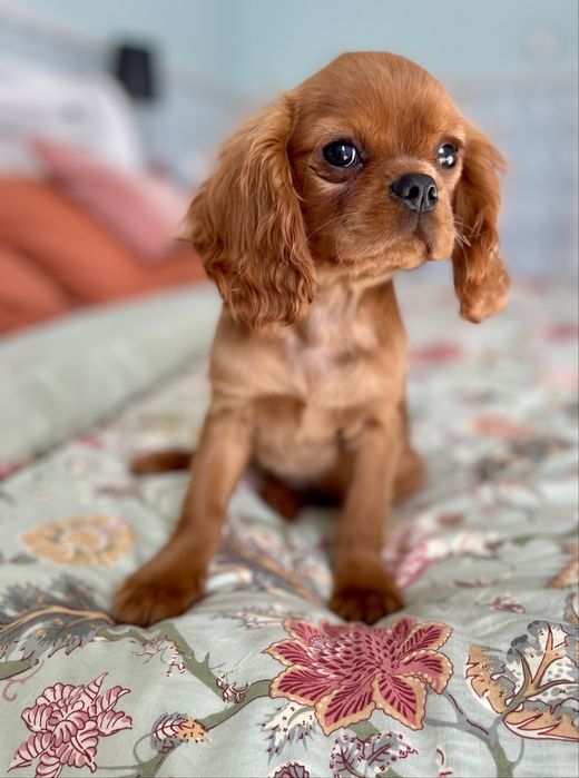 Cavalier king charles spaniel