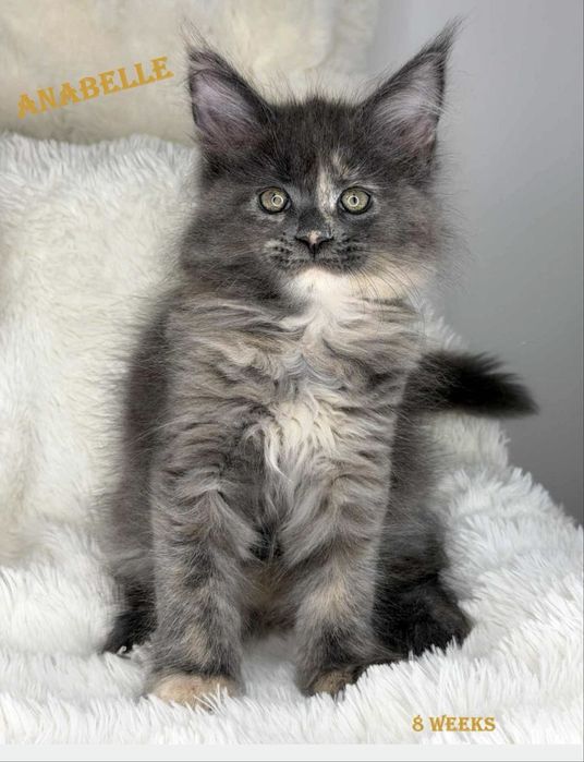 Koteczka maine coon łagodne olbrzymy piękne linie