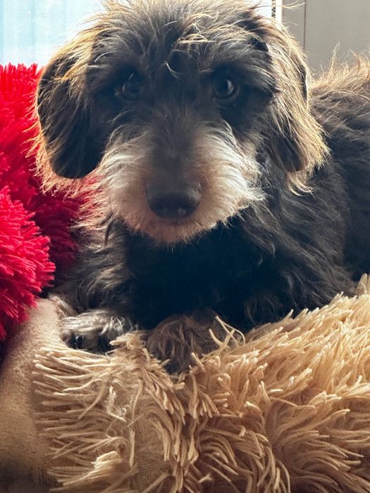 Кроляча жосткошерстна такса / жесткошерстная кроличья такса / кролик