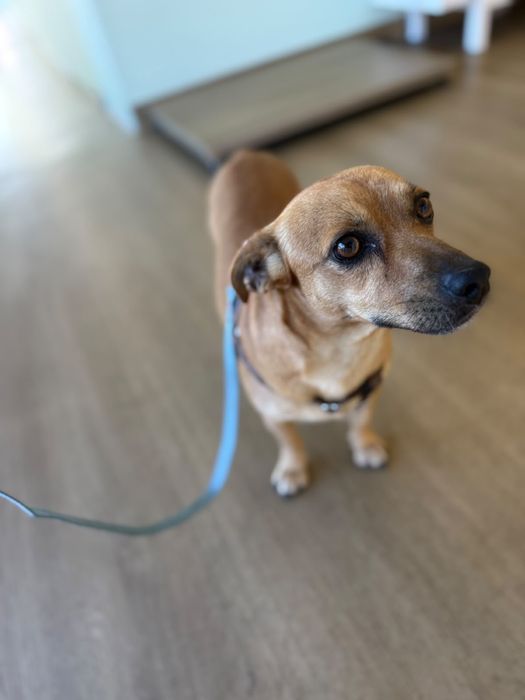 Cão para adoção responsável