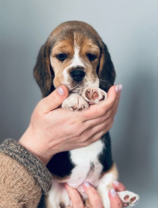 Бігль. Цуценя з розплідника  КСУ