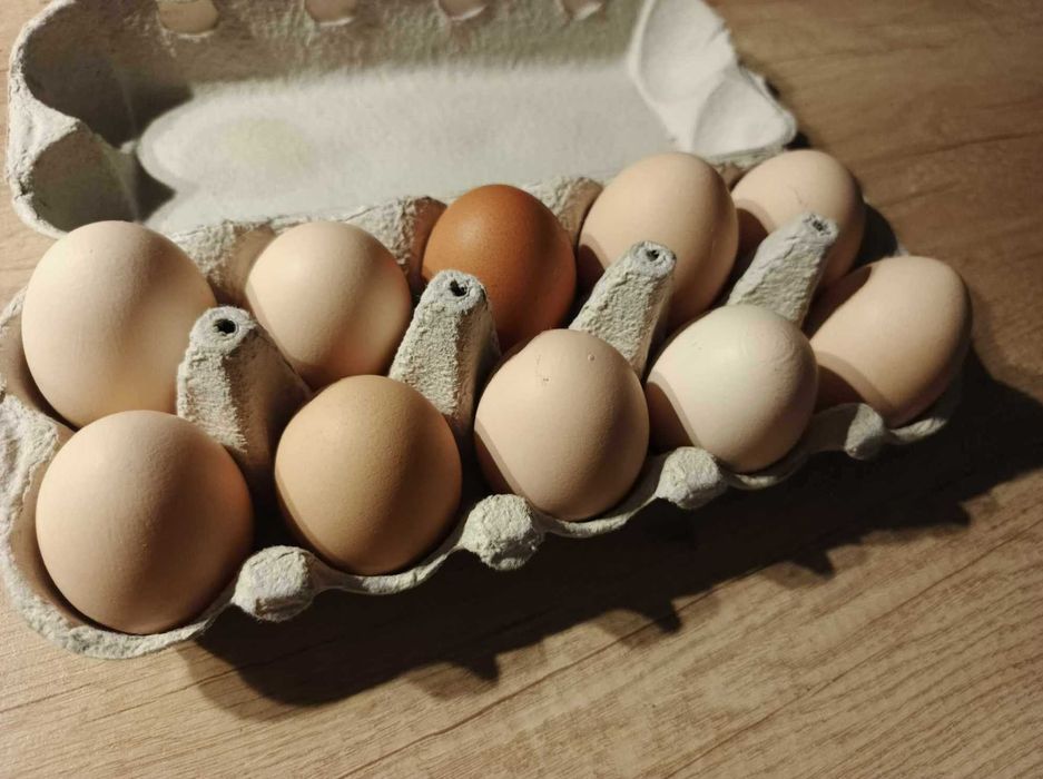 SPRZEDAM wiejskie jajka