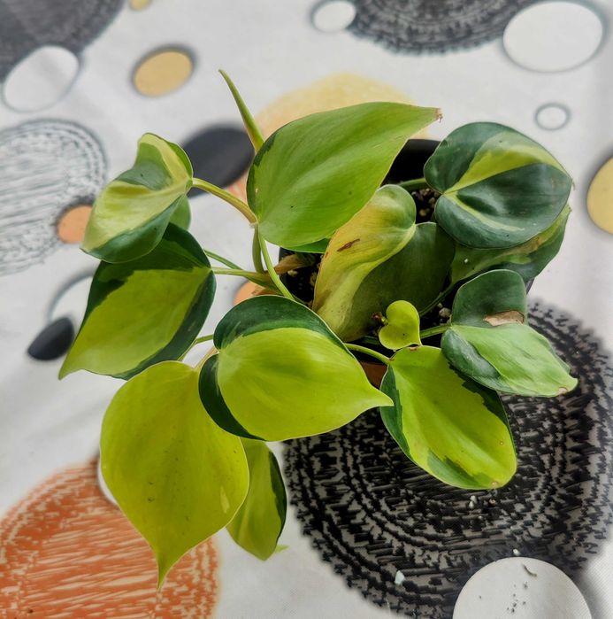 Muda Planta Philodendron Scandens Brasil