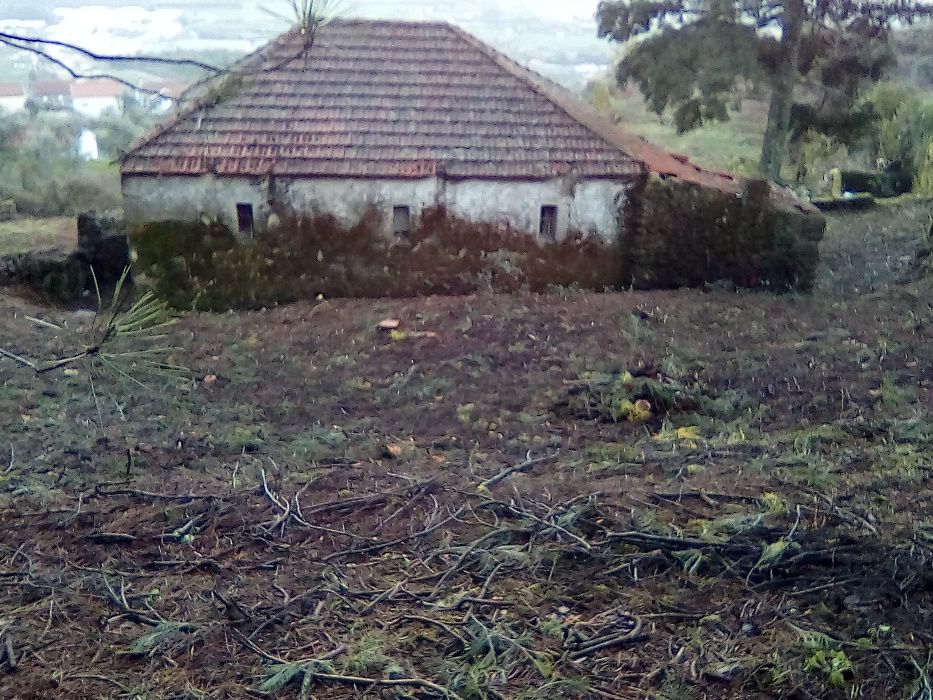 Limpezas Florestais, Limpezas de Terrenos - Trabalhos Especializados
