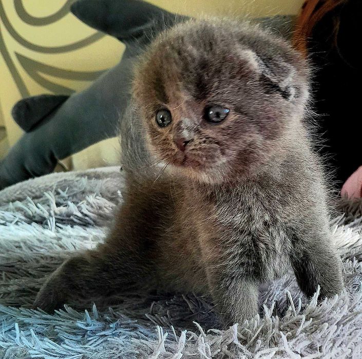 Дорогі кошенята британські шиншили! Шикарні розкраси! Приймаю бронь