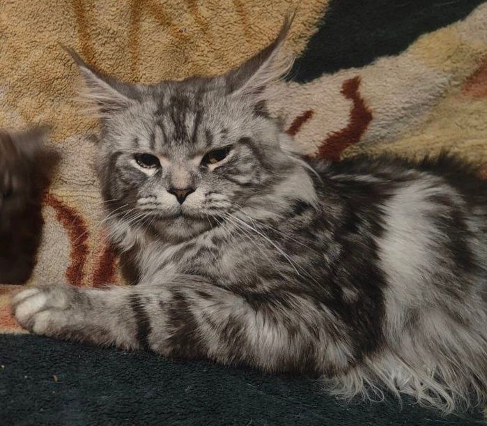 Продам чёрных котят 2 мальчиков мейнкуна