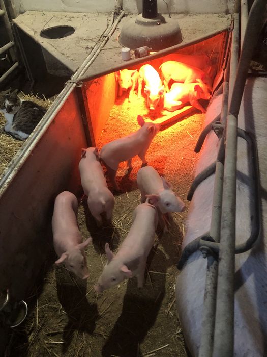 Продам Поросят трехпородок