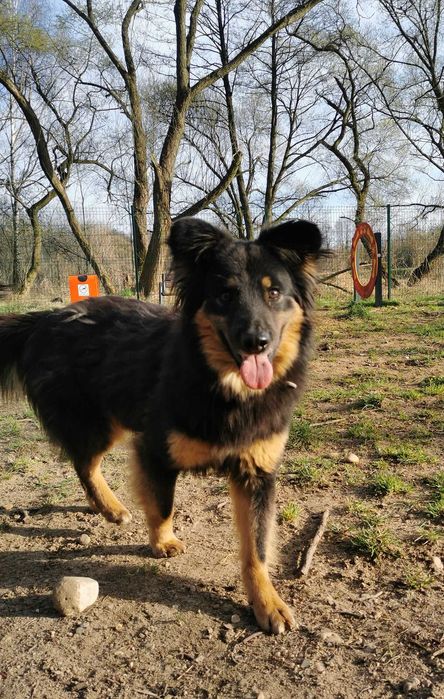 Insia wycofana suczka w schronisku ..