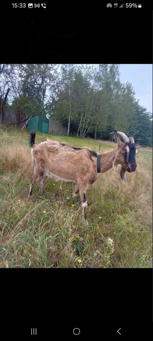 ПРОДАМ КОЗИ (породисті)
