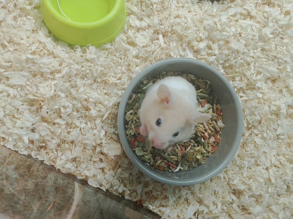 Opieka nad małymi gryzoniami – chomiki, świnki morskie, króliki, gady