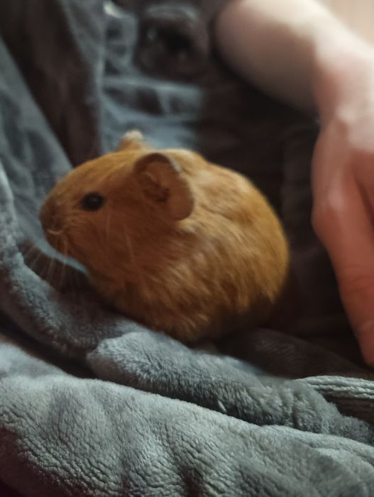 Каліфорнійські морські свинки (Мурчики)