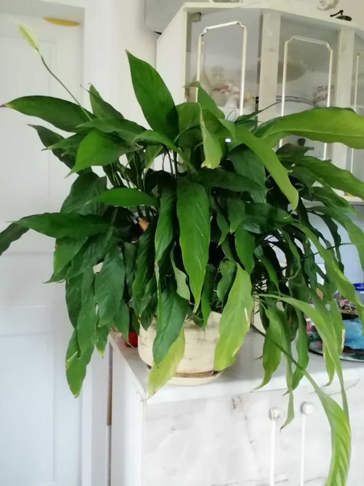 Спатіфілум та клівію продам