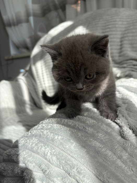 Британські котики